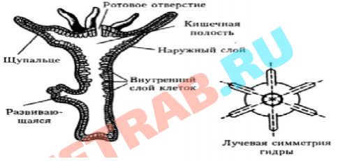 Как зайти на кракен kr2web in